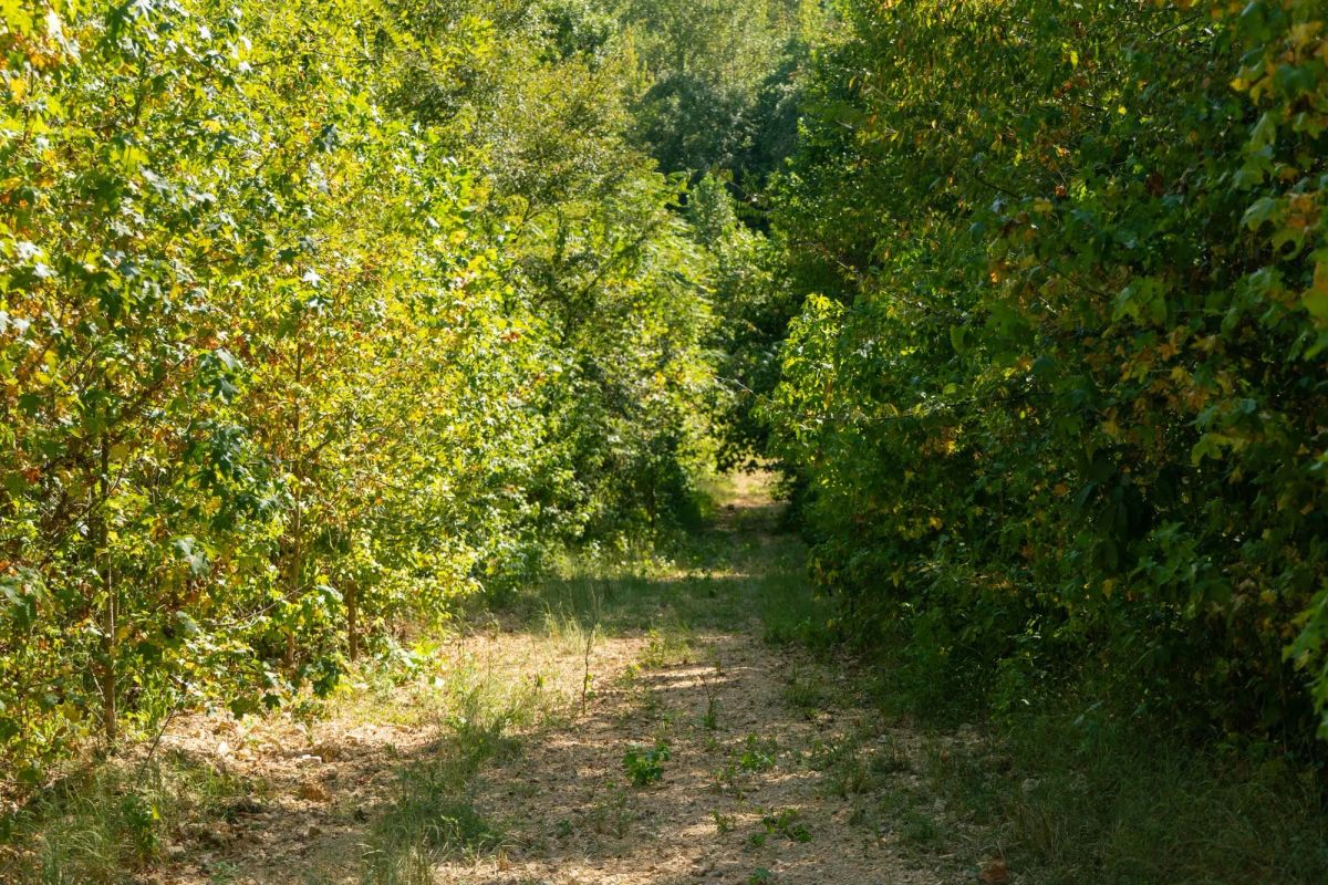Decorative background for Big White Oak Tract 38 image 8