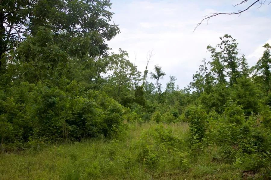 Thunder Mountain Ranch Tract 41 in Shannon County, MO