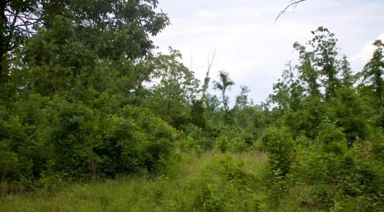 Thunder Mountain Ranch Tract 41 in Shannon County, MO