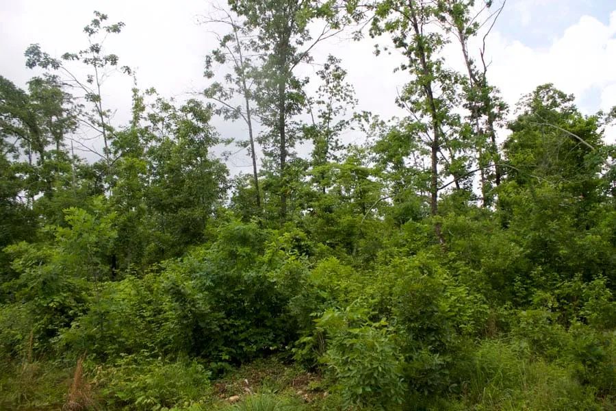 Thunder Mountain Ranch Tract 41 in Shannon County, MO
