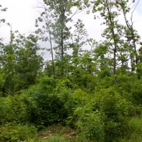 Thunder Mountain Ranch Tract 41 in Shannon County, MO