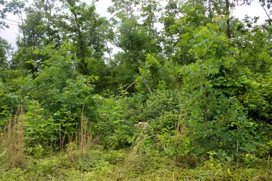 Thunder Mountain Ranch Tract 41 - Image 4