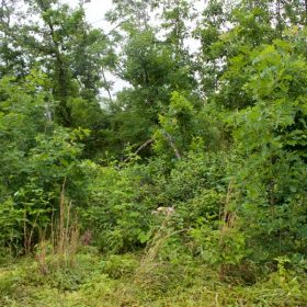 Thunder Mountain Ranch Tract 41 in Shannon County, MO
