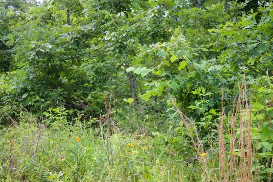 Decorative background for Thunder Mountain Ranch Tract 41 image 5