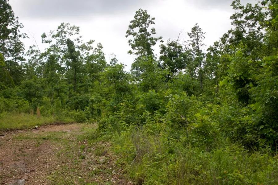 Decorative background for Thunder Mountain Ranch Tract 41 image 6