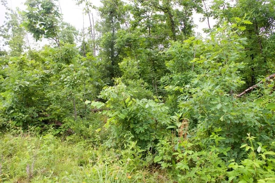 Decorative background for Thunder Mountain Ranch Tract 41 image 8