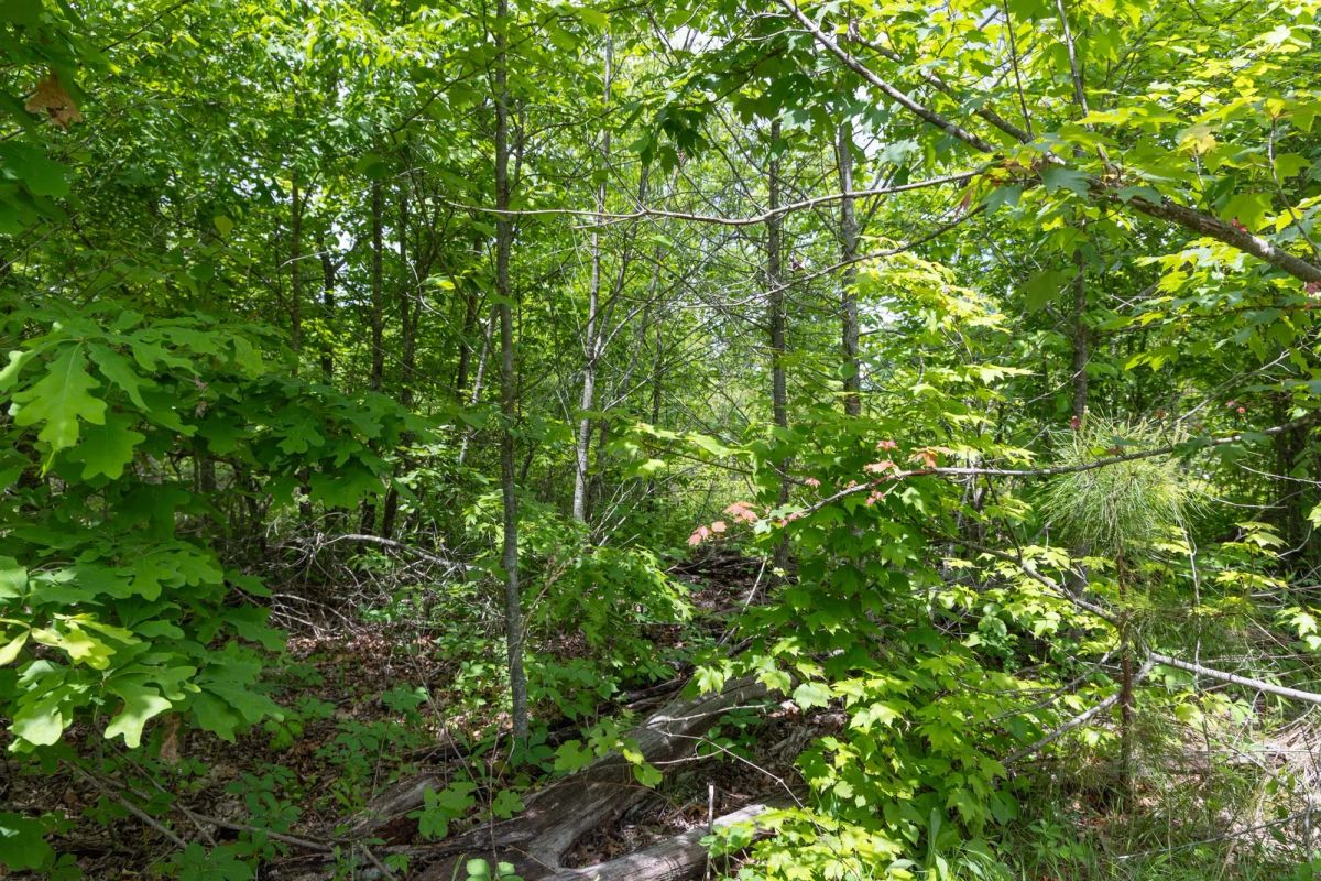 Sleepy Hollow Phase II Tract 78 - Main image