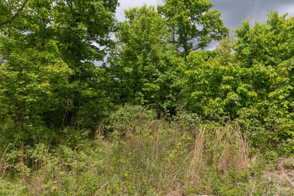 Decorative background for Sleepy Hollow Phase II Tract 78 image 5