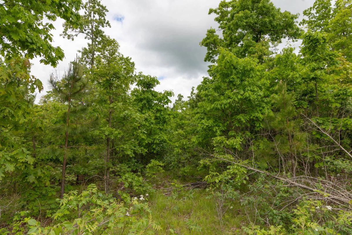 Decorative background for Sleepy Hollow Phase II Tract 78 image 6