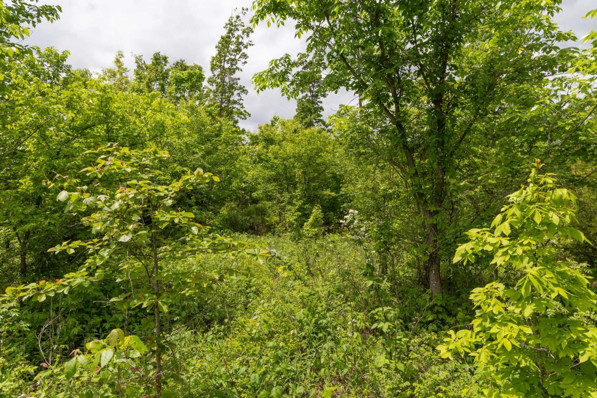 Decorative background for Sleepy Hollow Phase II Tract 78 image 7