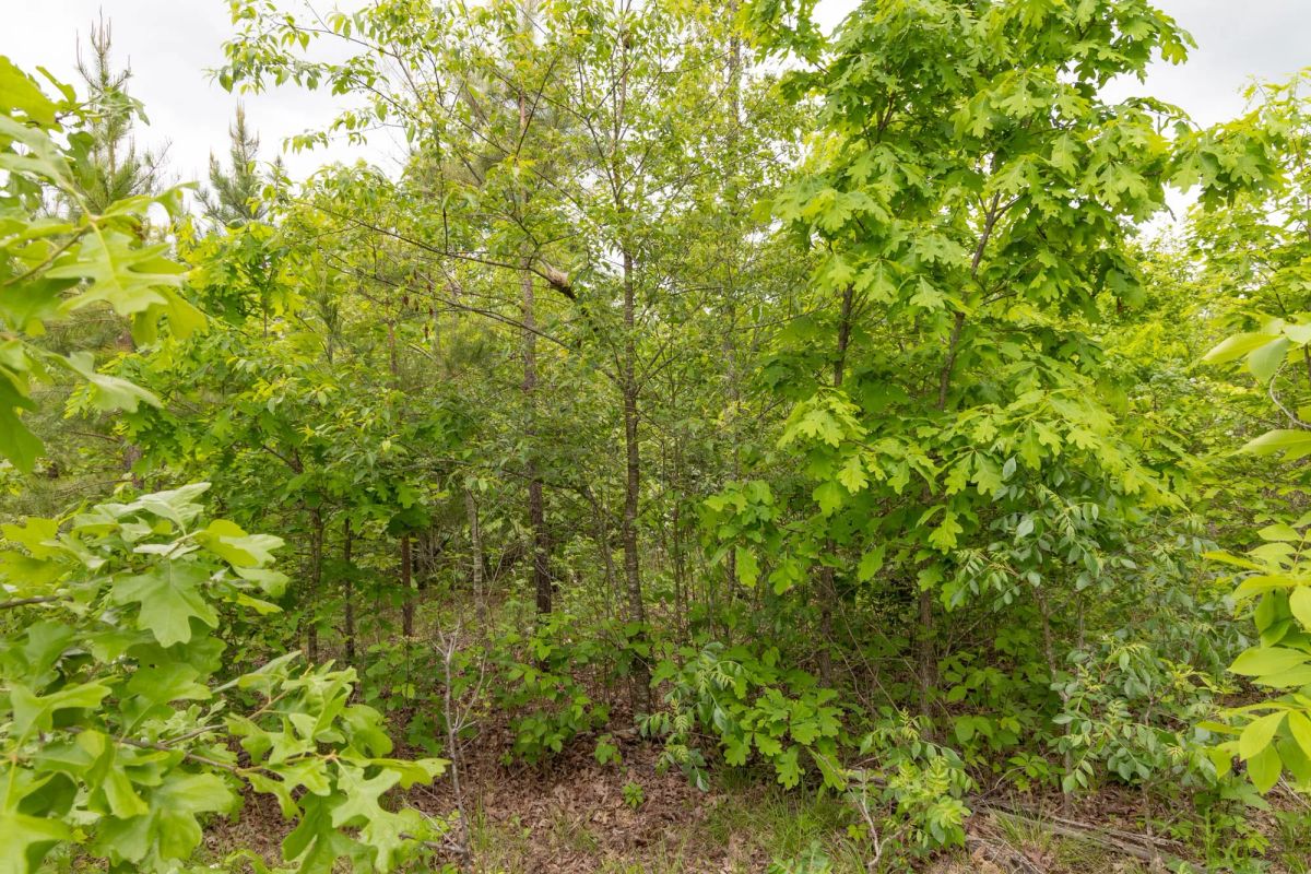 Decorative background for Sleepy Hollow Phase II Tract 78 image 8