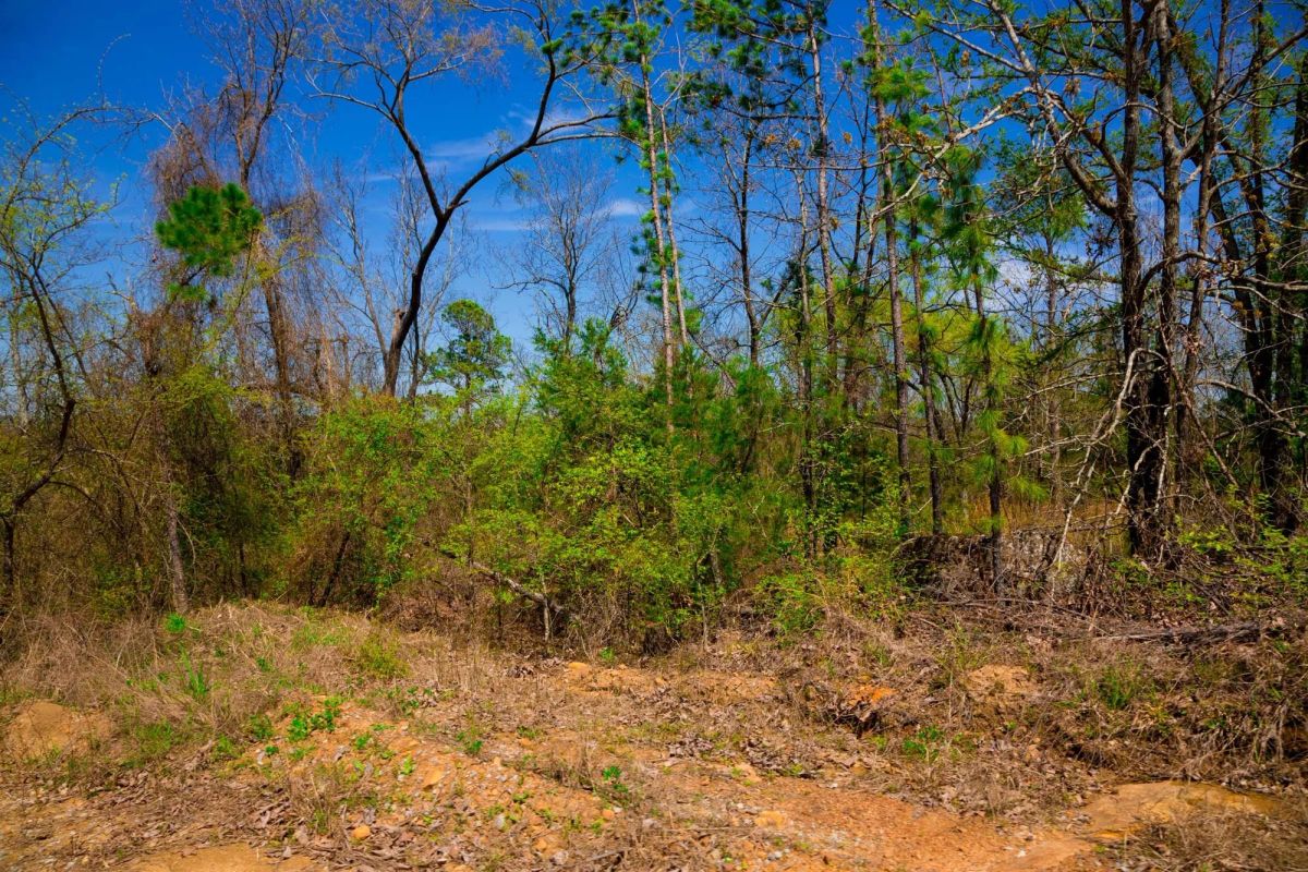 Decorative background for Stone Creek Phase II Tract 234 image 8