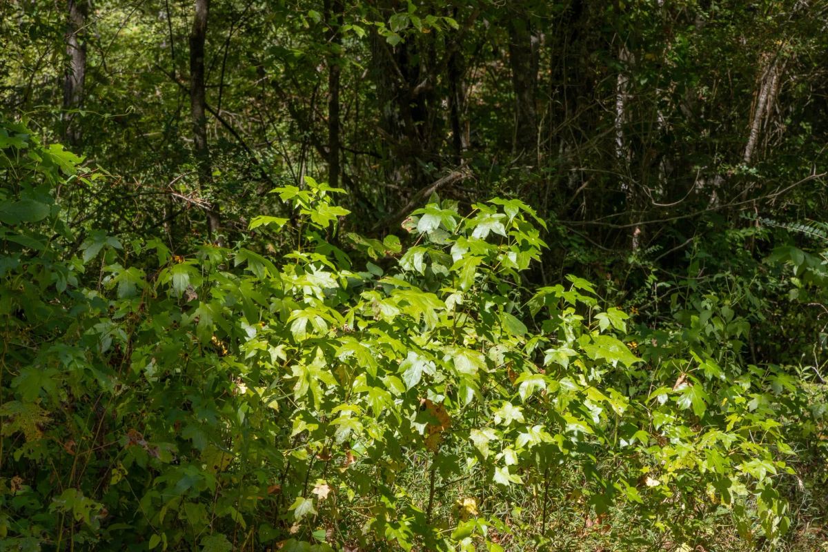 Big White Oak Tract 19 - Image 2