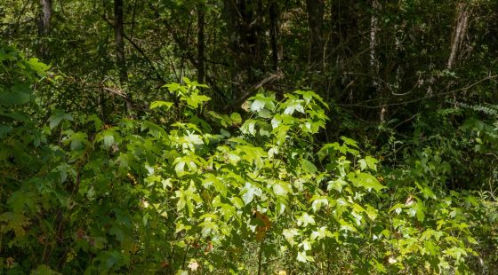 Big White Oak Tract 19 in Perry County, TN