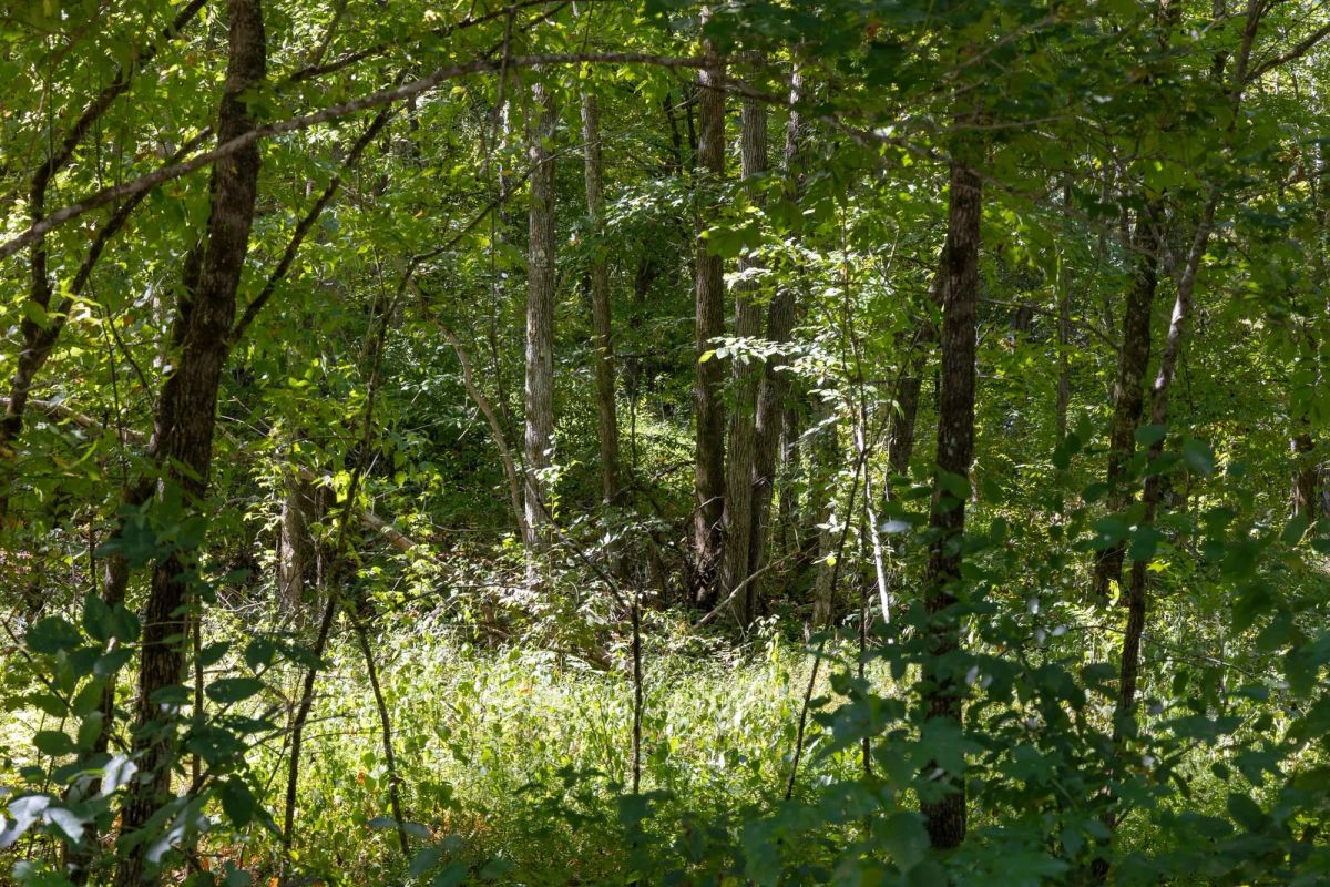 Big White Oak Tract 19 - Image 4