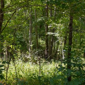 Big White Oak Tract 19 in Perry County, TN