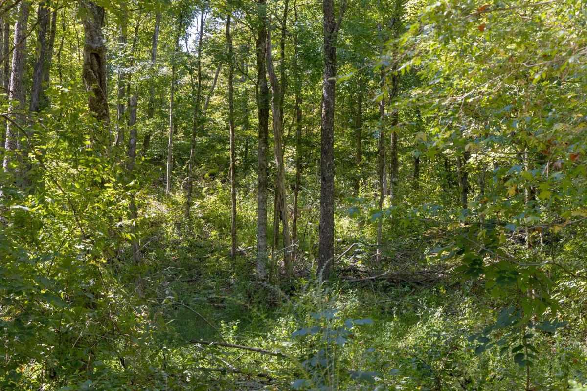 Decorative background for Big White Oak Tract 19 image 5