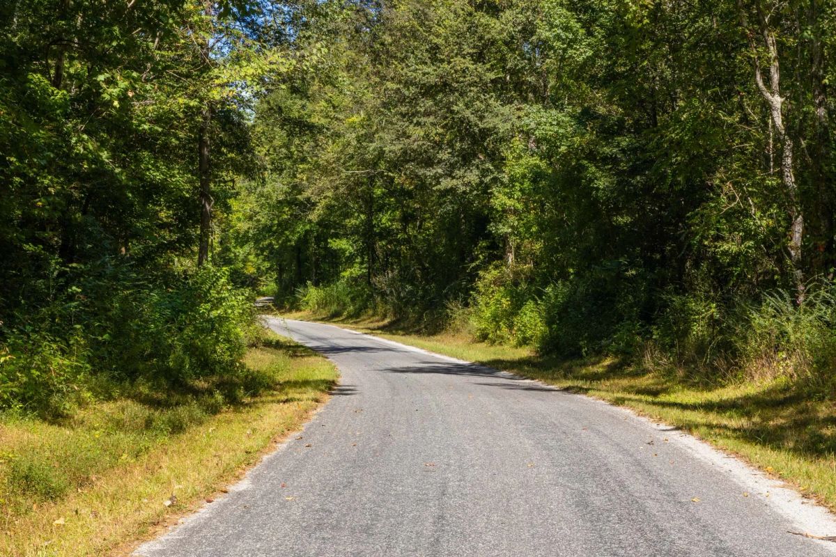 Decorative background for Big White Oak Tract 19 image 6