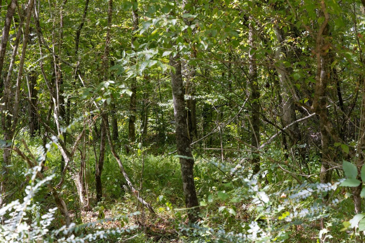 Decorative background for Big White Oak Tract 19 image 7