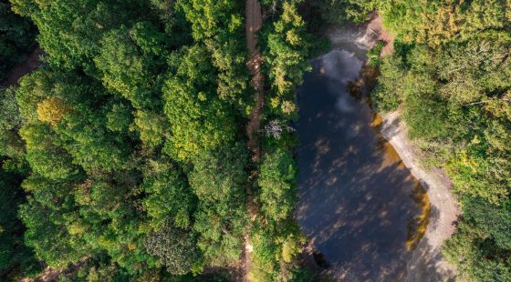 Willow Grove Tract 7 in Lamar County, AL
