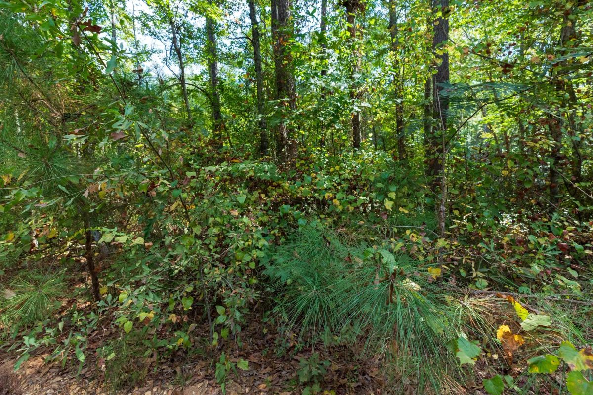 Decorative background for Willow Grove Tract 7 image 7