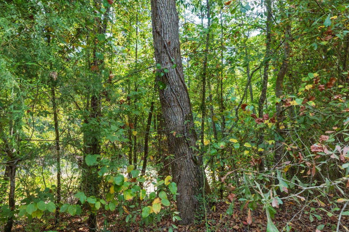 Decorative background for Willow Grove Tract 7 image 10