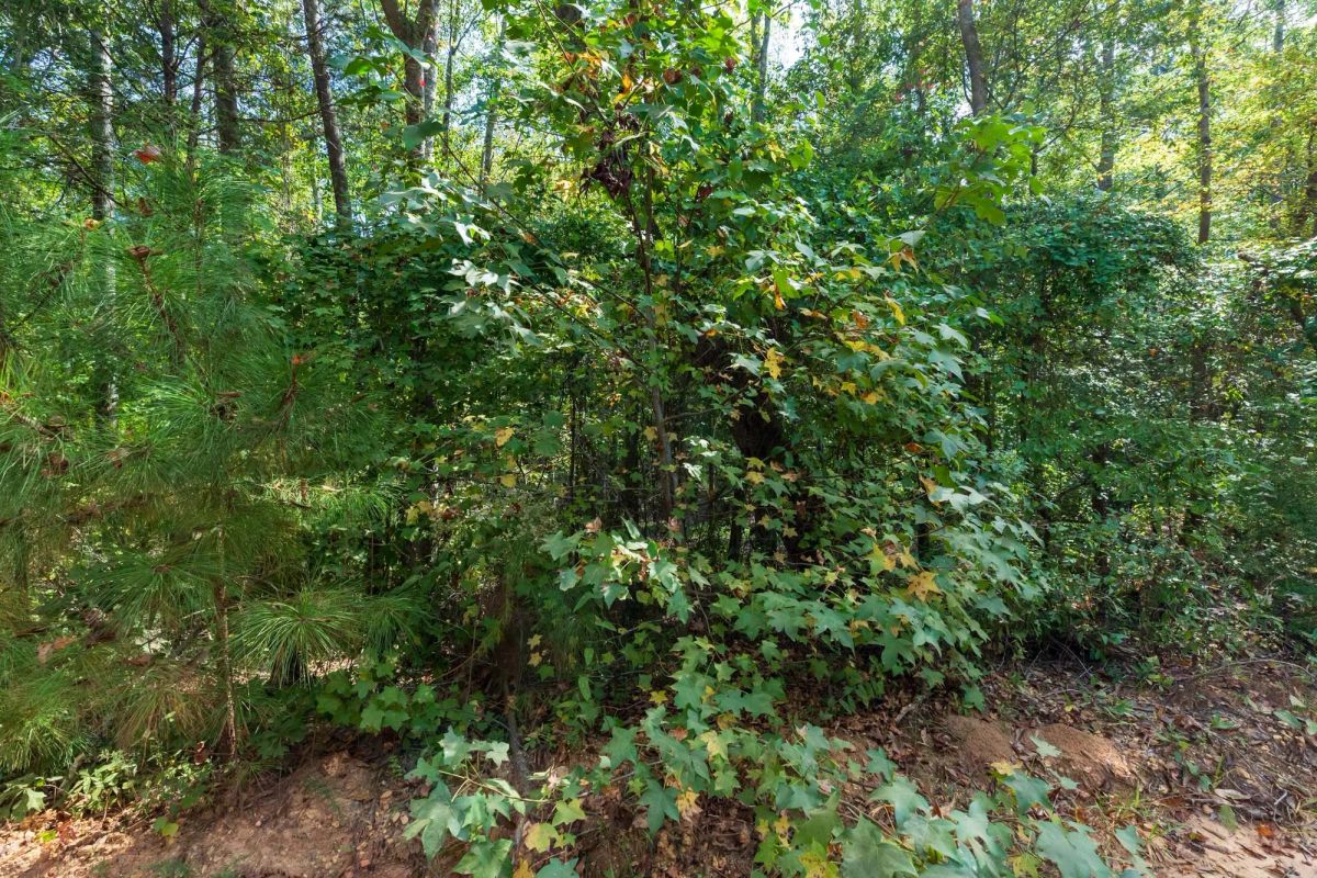 Decorative background for Willow Grove Tract 7 image 11