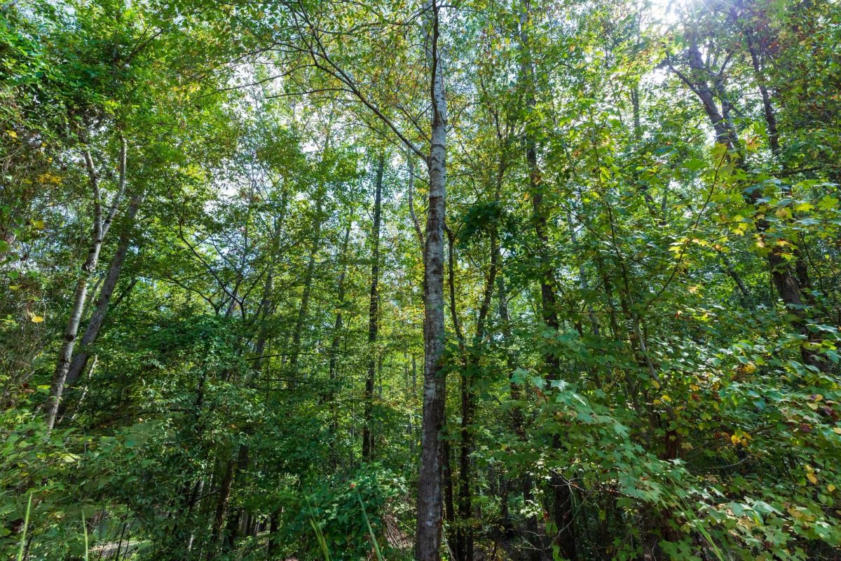 Decorative background for Willow Grove Tract 7 image 12