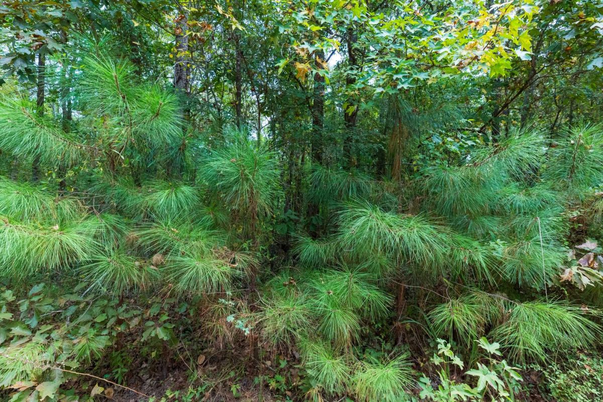 Decorative background for Willow Grove Tract 7 image 13