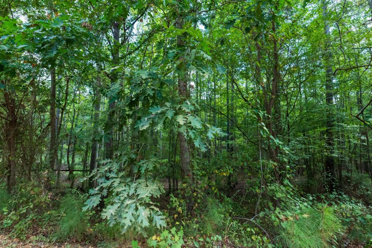 Decorative background for Willow Grove Tract 7 image 14