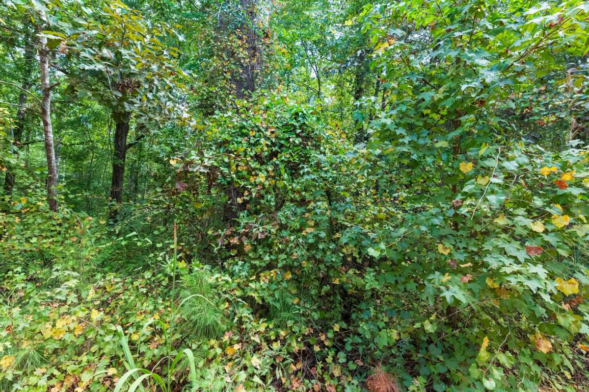 Decorative background for Willow Grove Tract 7 image 15