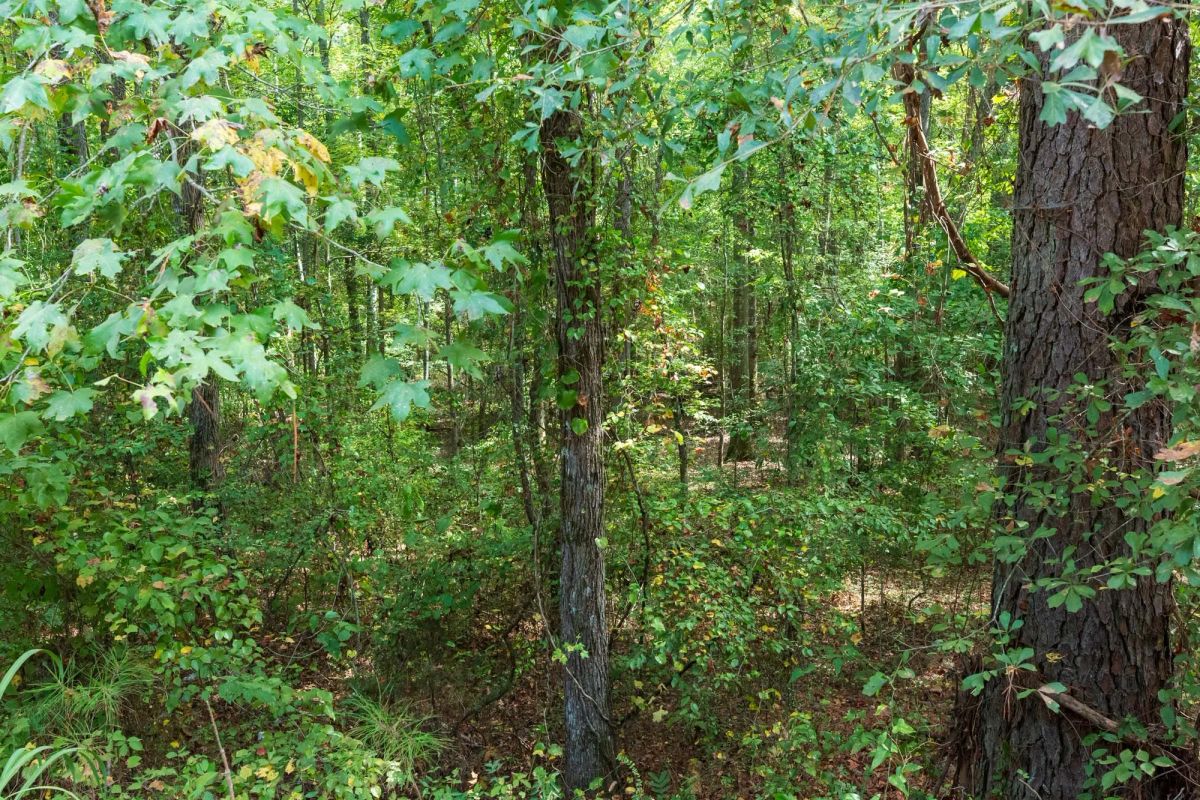 Decorative background for Willow Grove Tract 7 image 16