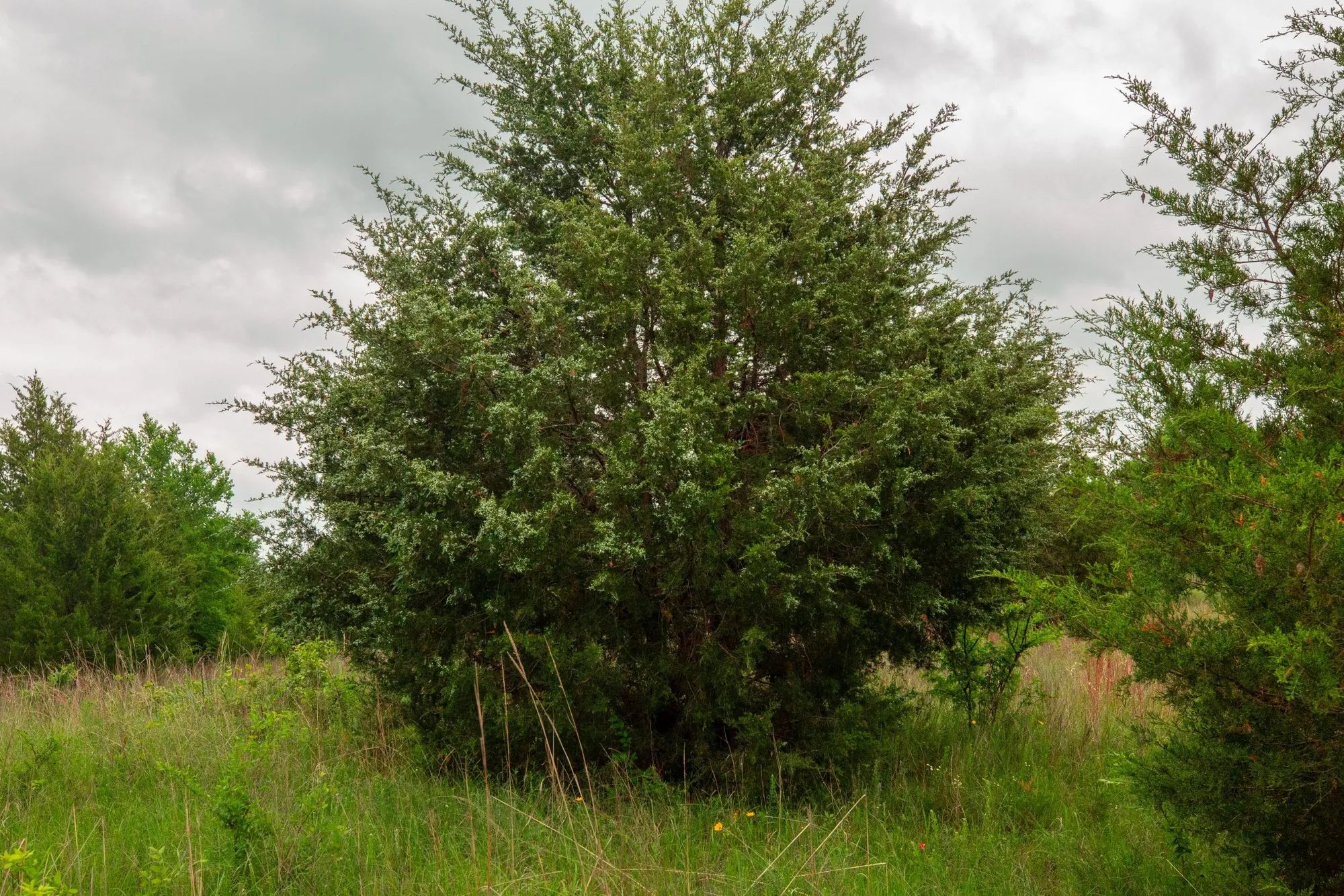 Prairie Grove Tract 12 in Okfuskee County, OK
