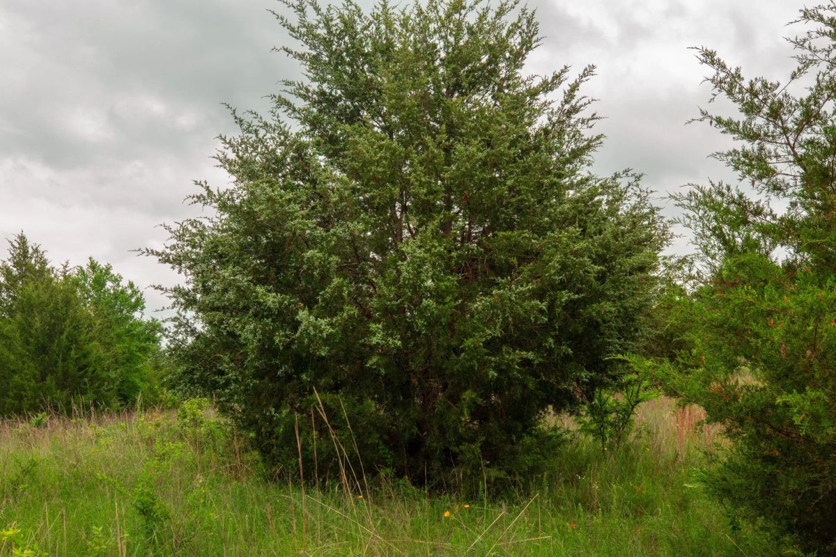 Prairie Grove Tract 12 - Image 4