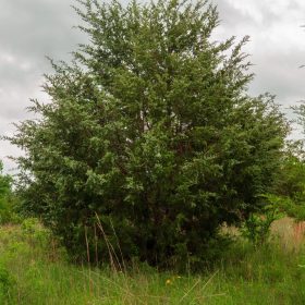 Prairie Grove Tract 12 in Okfuskee County, OK