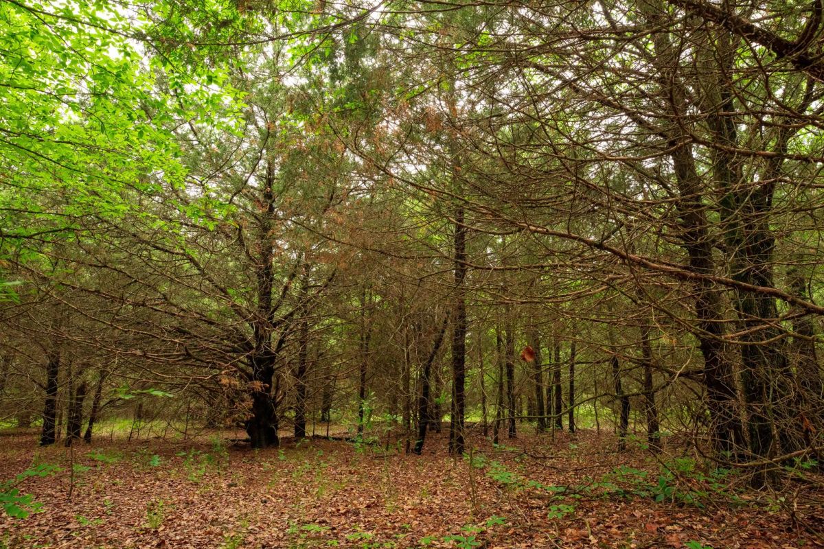 Decorative background for Prairie Grove Tract 12 image 7