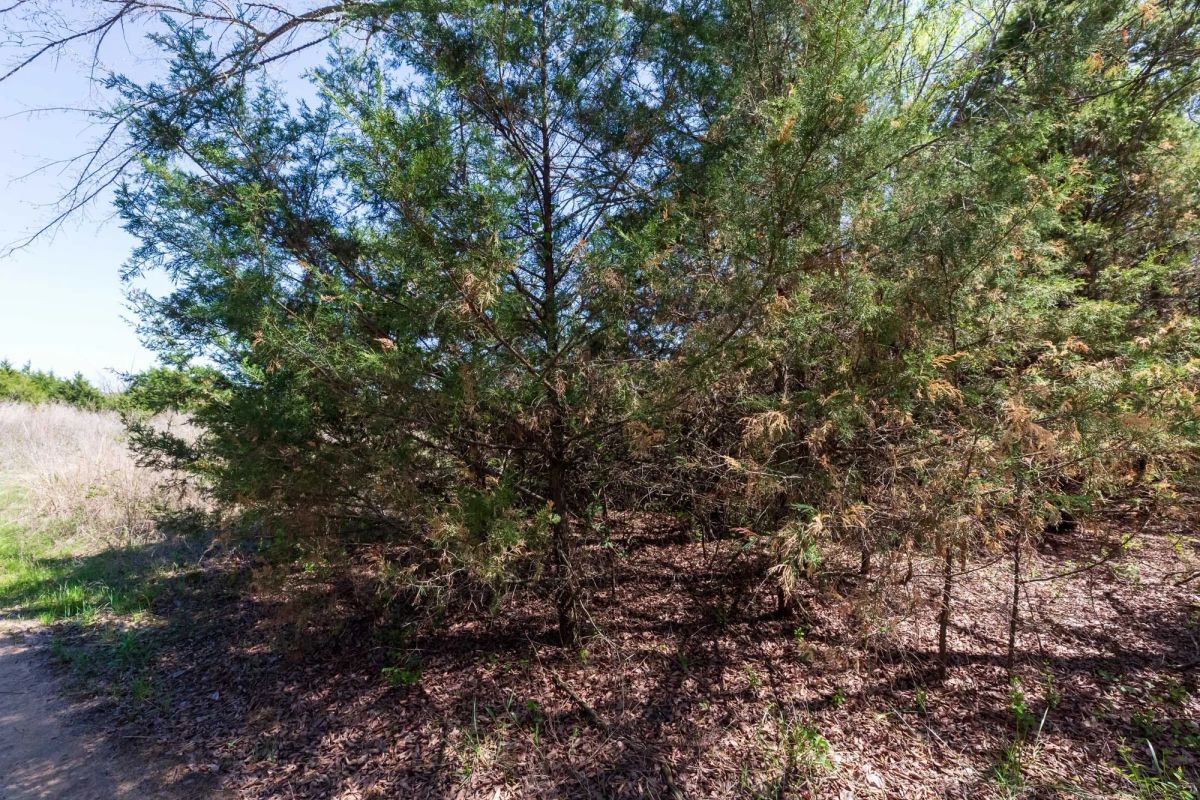Decorative background for Prairie Grove Tract 12 image 8