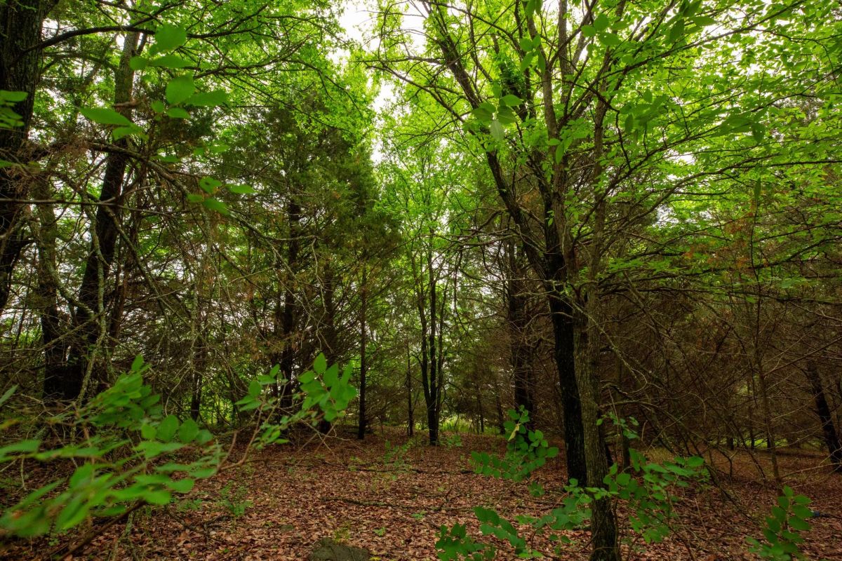 Decorative background for Prairie Grove Tract 12 image 12