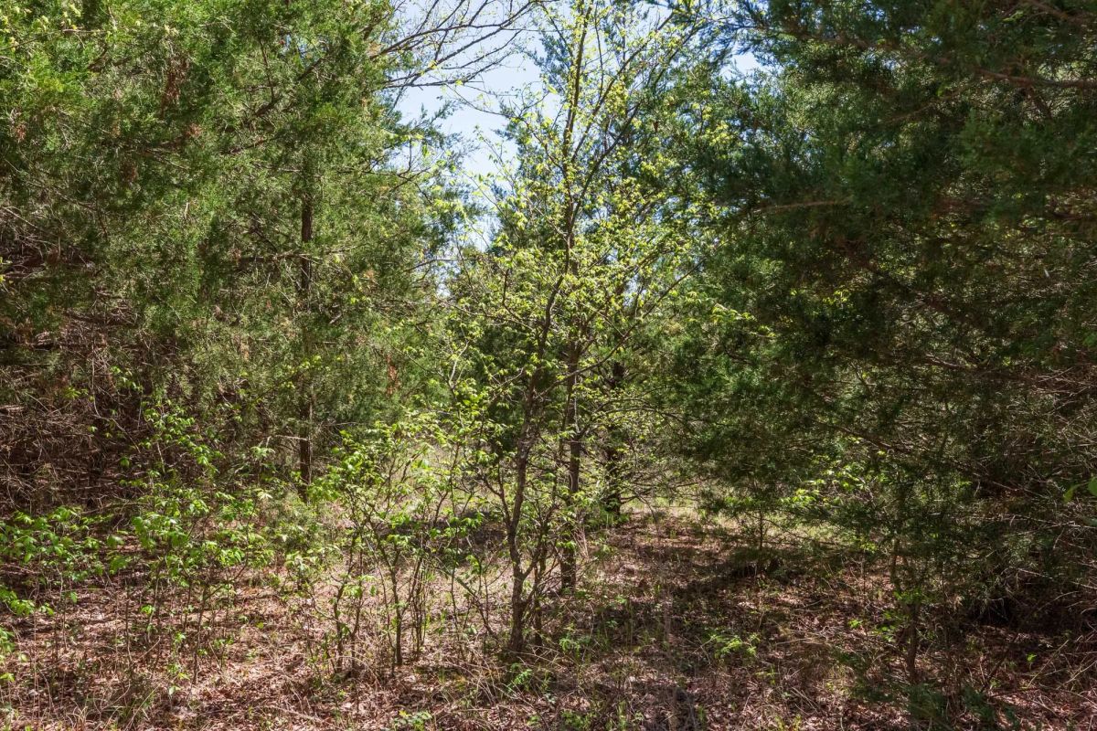 Decorative background for Prairie Grove Tract 12 image 14