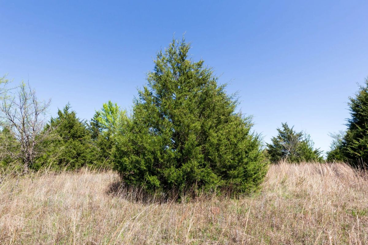 Decorative background for Prairie Grove Tract 12 image 15