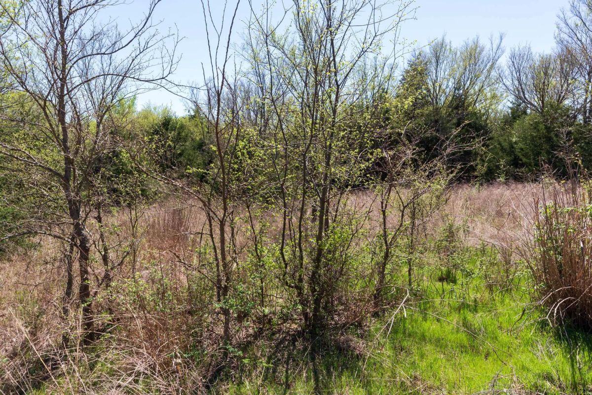 Decorative background for Prairie Grove Tract 12 image 16