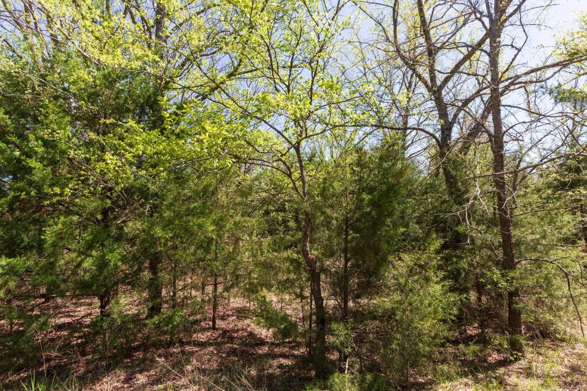 Decorative background for Prairie Grove Tract 12 image 17