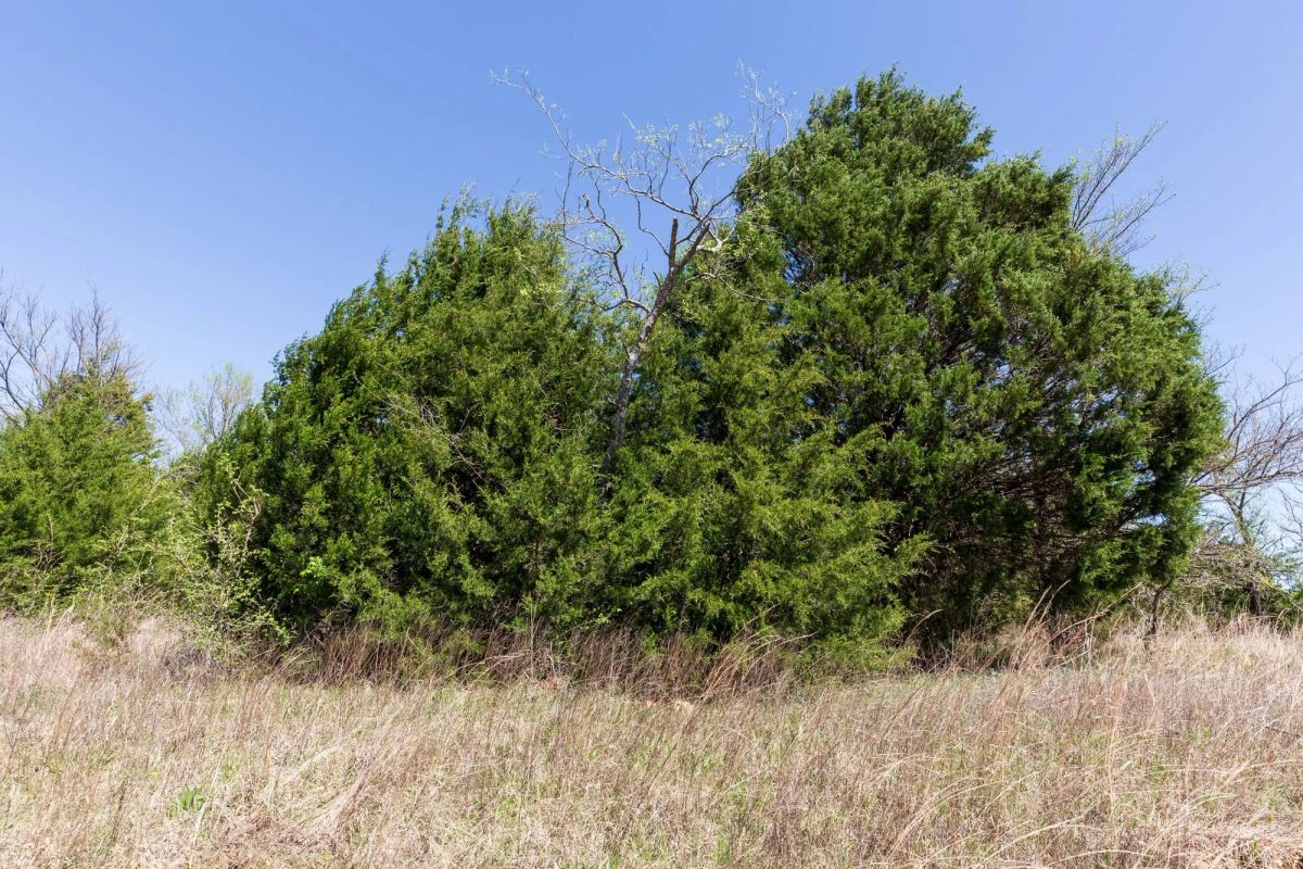 Decorative background for Prairie Grove Tract 12 image 18