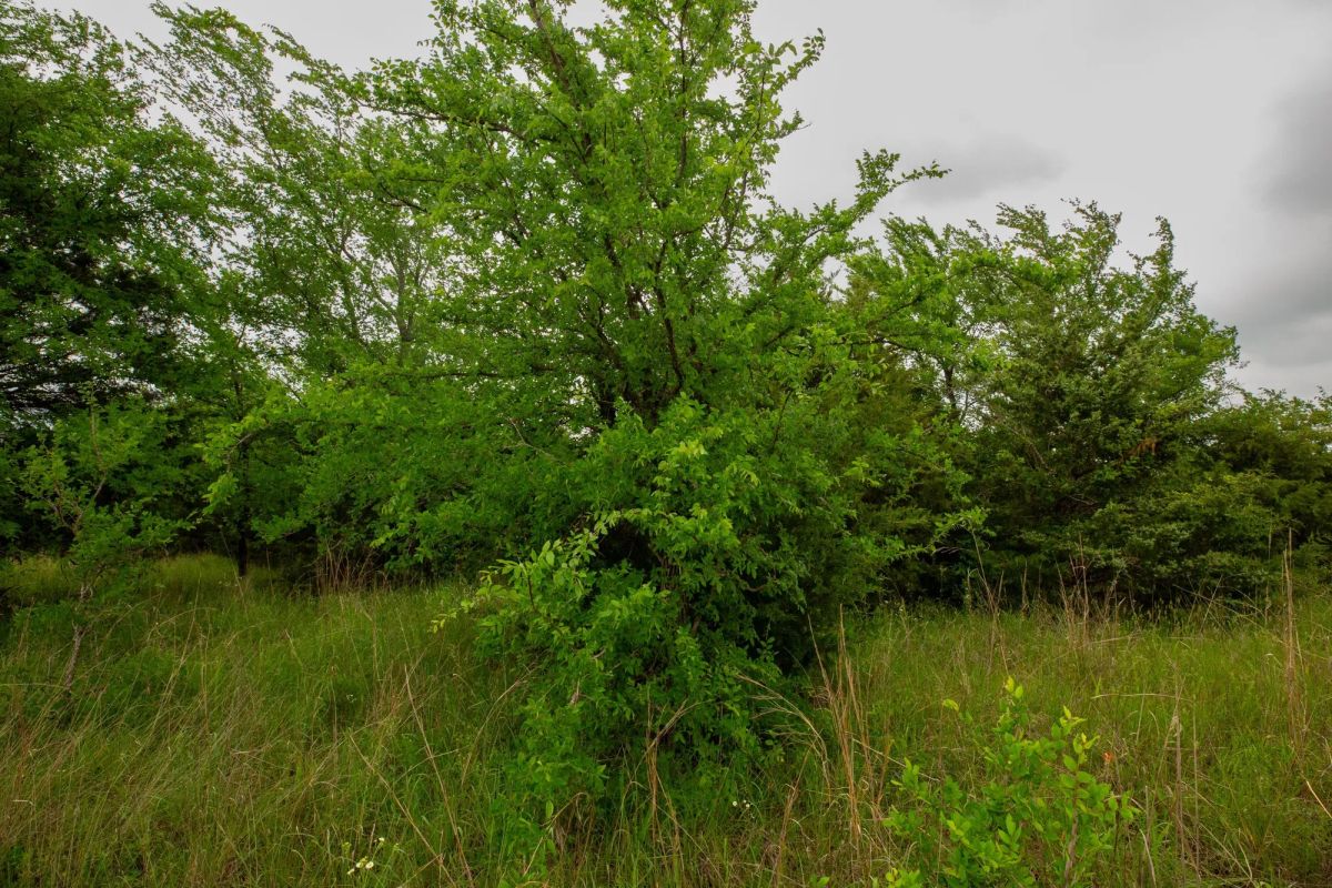 Decorative background for Prairie Grove Tract 12 image 21