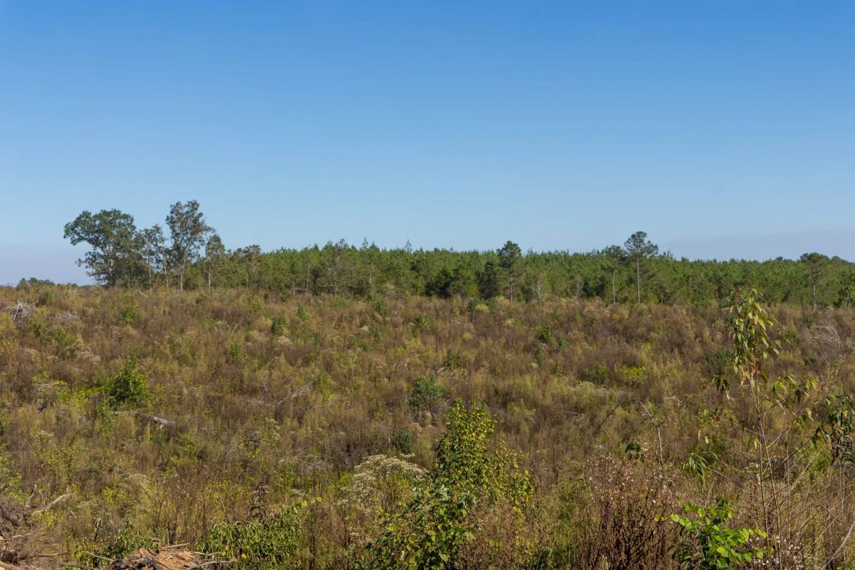 Decorative background for Meyer’s Ridge Tract 37 image 5