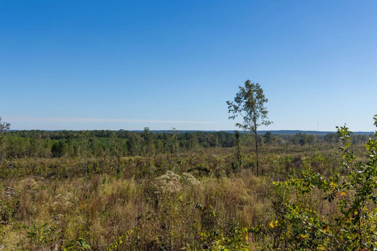 Decorative background for Meyer’s Ridge Tract 37 image 9