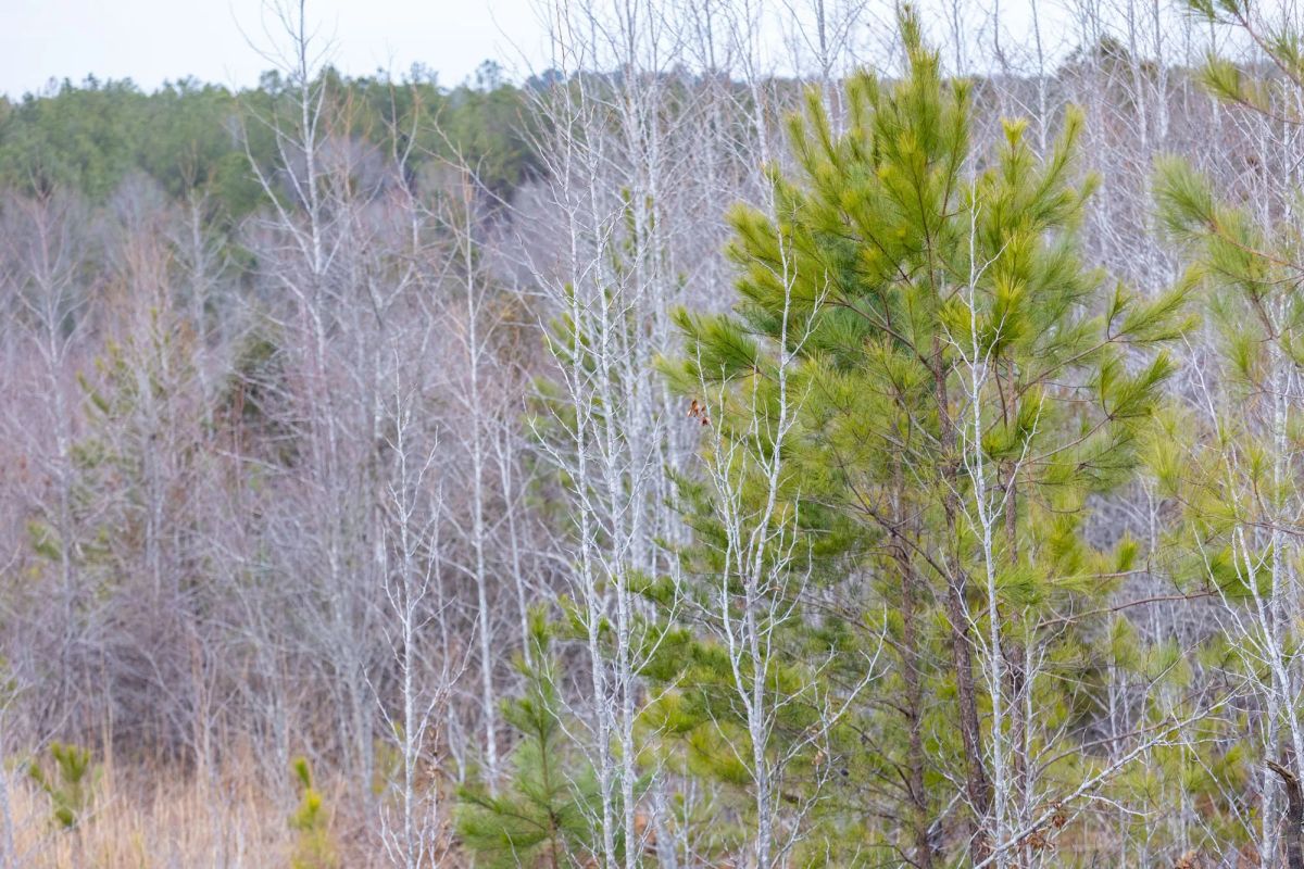 Baker Creek Tract 7 - Image 2