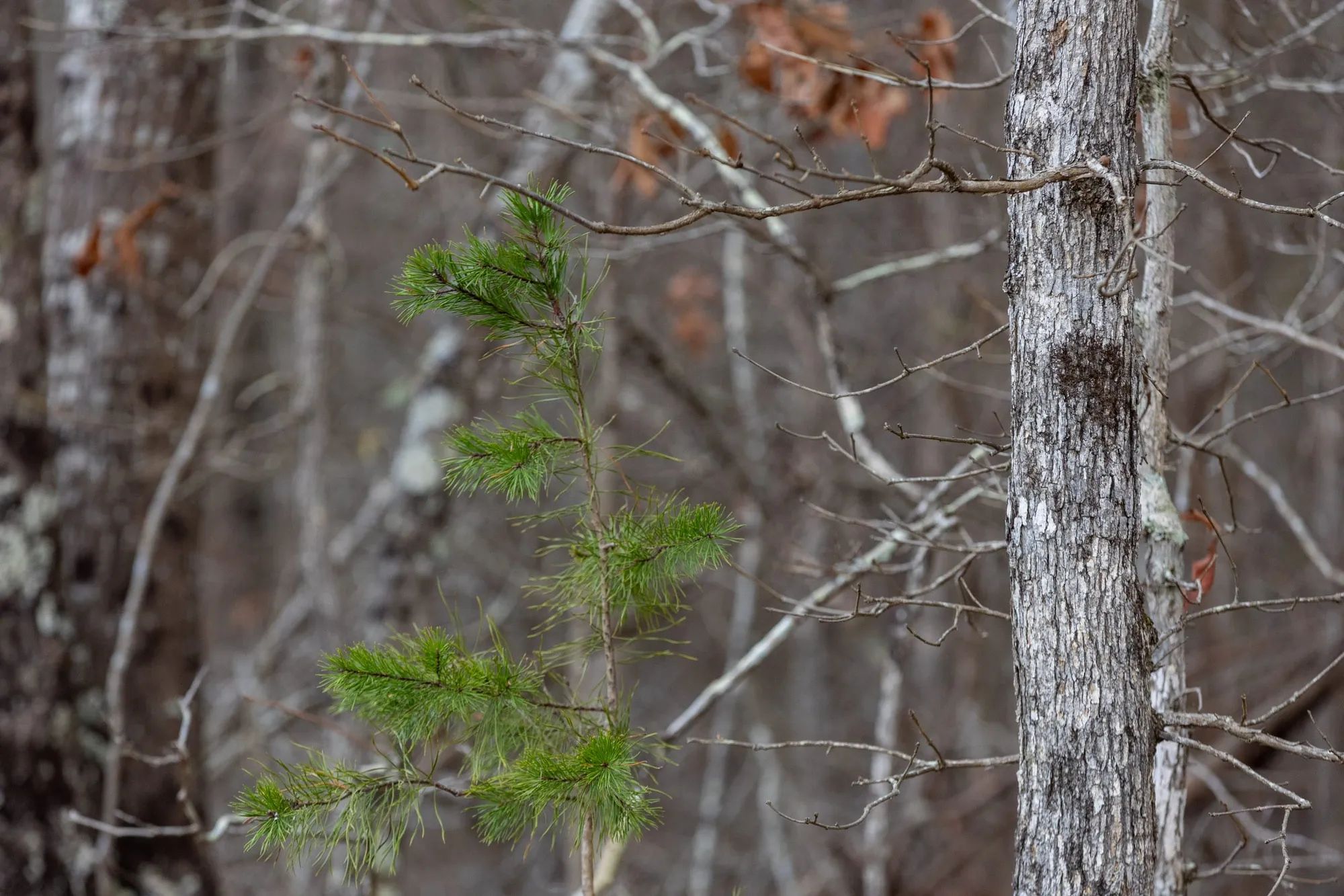 Baker Creek Tract 7 in Fayette County, AL