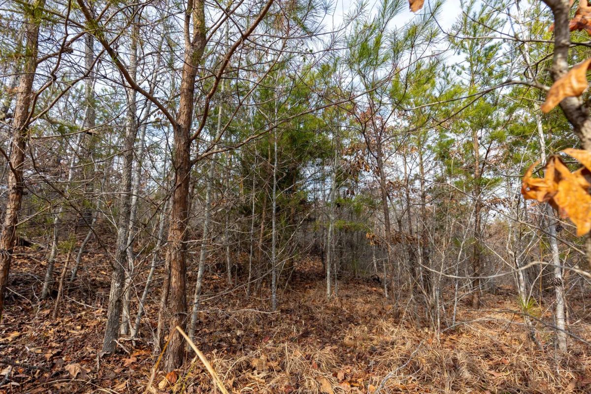 Decorative background for Baker Creek Tract 7 image 5
