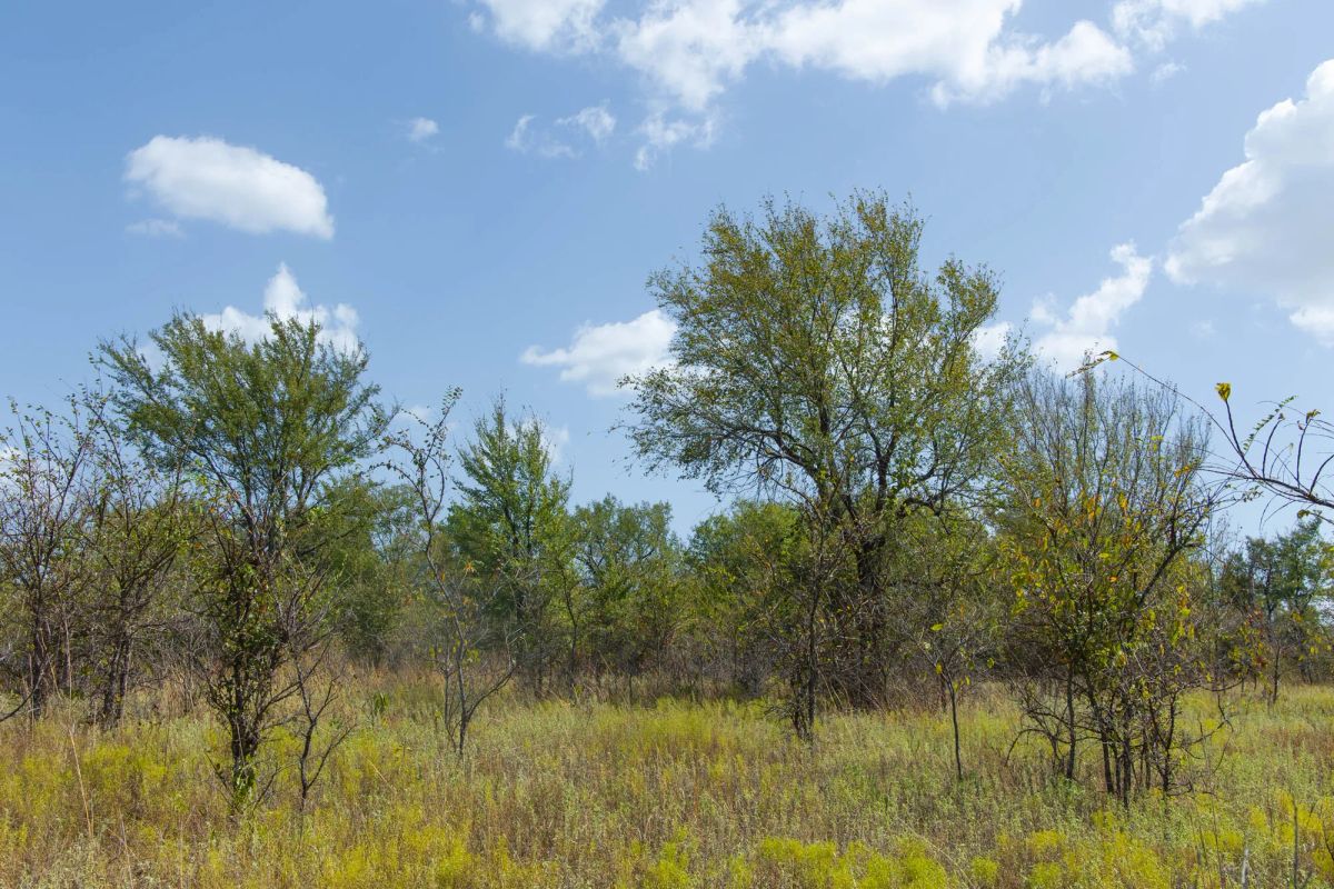 Decorative background for Gracyn Meadows Tract 16 image 6